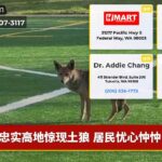 忠实高地惊现土狼 居民忧心忡忡