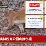 奥林匹克公园山狮伤童