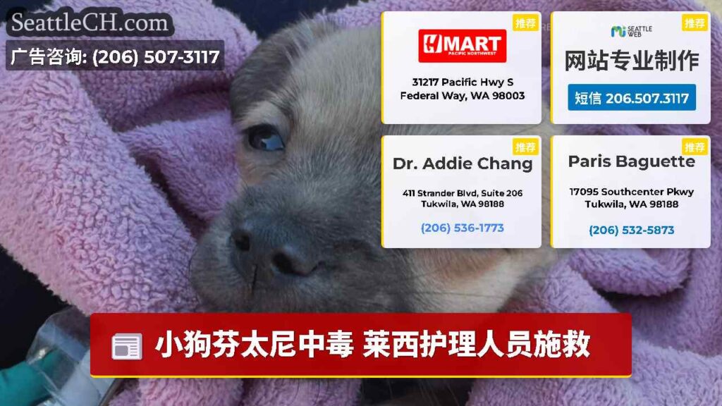 小狗芬太尼中毒 莱西护理人员施救