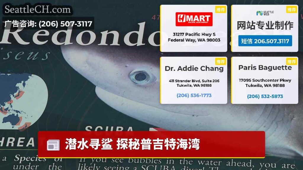 潜水寻鲨 探秘普吉特海湾