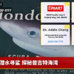 潜水寻鲨 探秘普吉特海湾