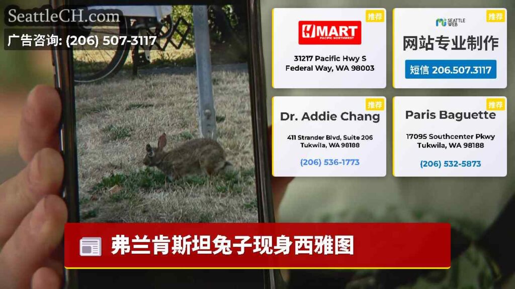 弗兰肯斯坦兔子现身西雅图