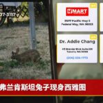 弗兰肯斯坦兔子现身西雅图