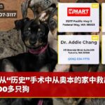 从“历史”手术中从奥本的家中救出的100多只狗