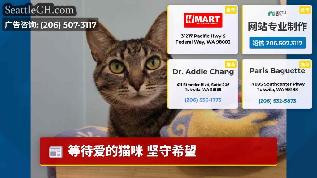 等待爱的猫咪 坚守希望