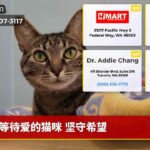 等待爱的猫咪 坚守希望