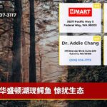 华盛顿湖现鳄鱼 惊扰生态