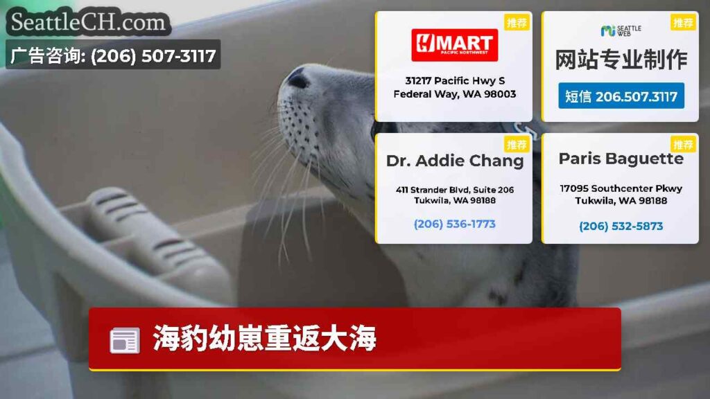海豹幼崽重返大海