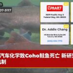 汽车化学致Coho鲑鱼死亡 新研究揭示机制