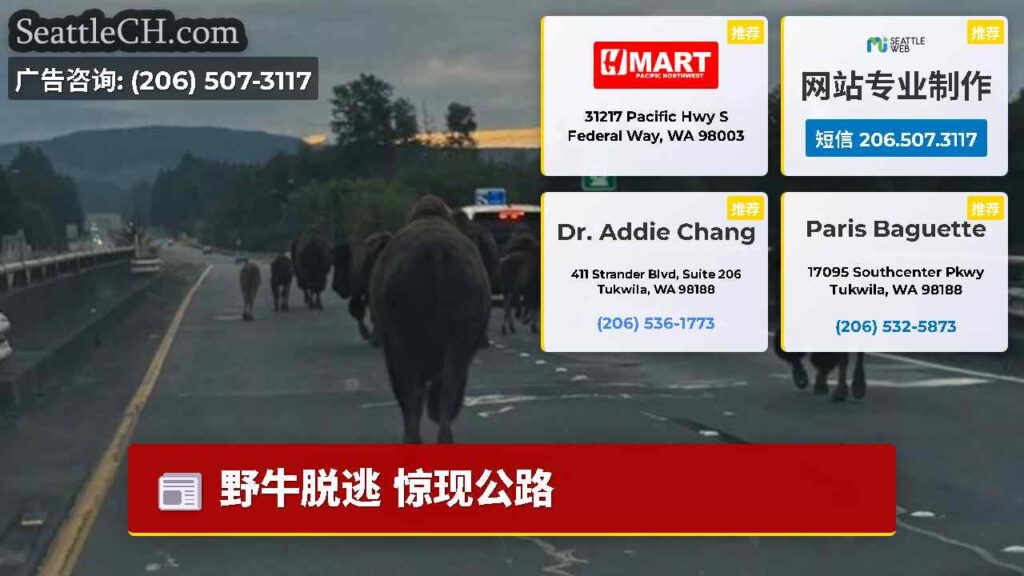 野牛脱逃 惊现公路