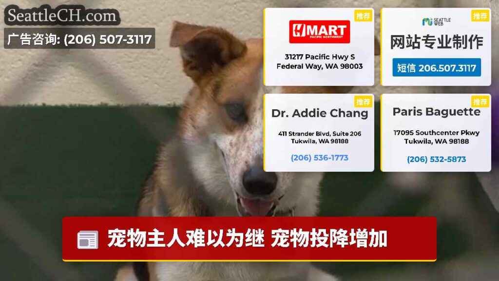 宠物主人难以为继 宠物投降增加