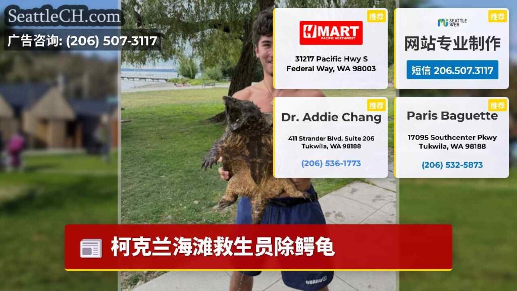 柯克兰海滩救生员除鳄龟