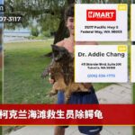 柯克兰海滩救生员除鳄龟