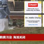 鹅粪污染 海滩关闭