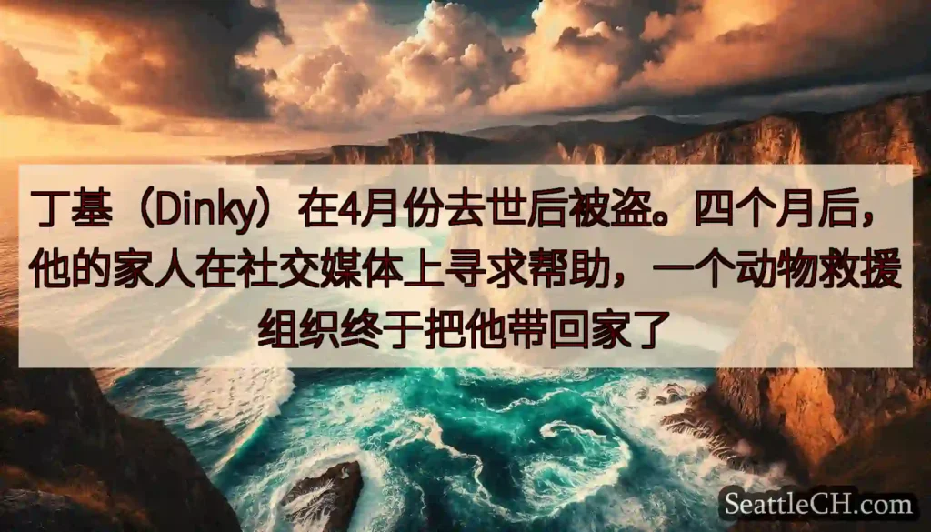 丁基（Dinky）在4月份去世后被盗。四个月后，他的家人在社交媒体上寻求帮助，一个动物救援组织终于把