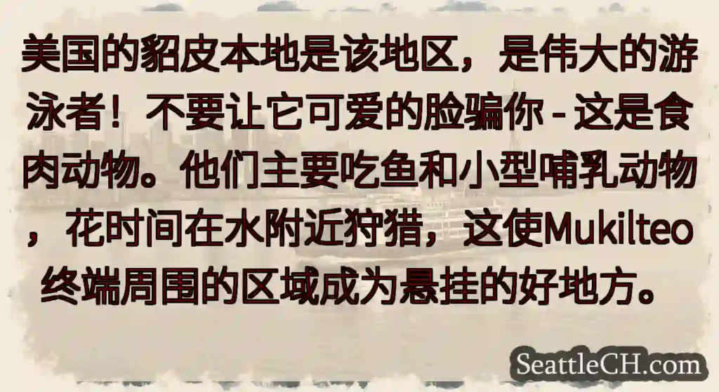 美国的貂皮本地是该地区，是伟大的游泳者！不要让它可爱的脸骗你 -