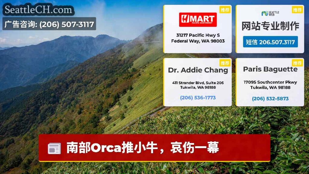 南部Orca推小牛，哀伤一幕