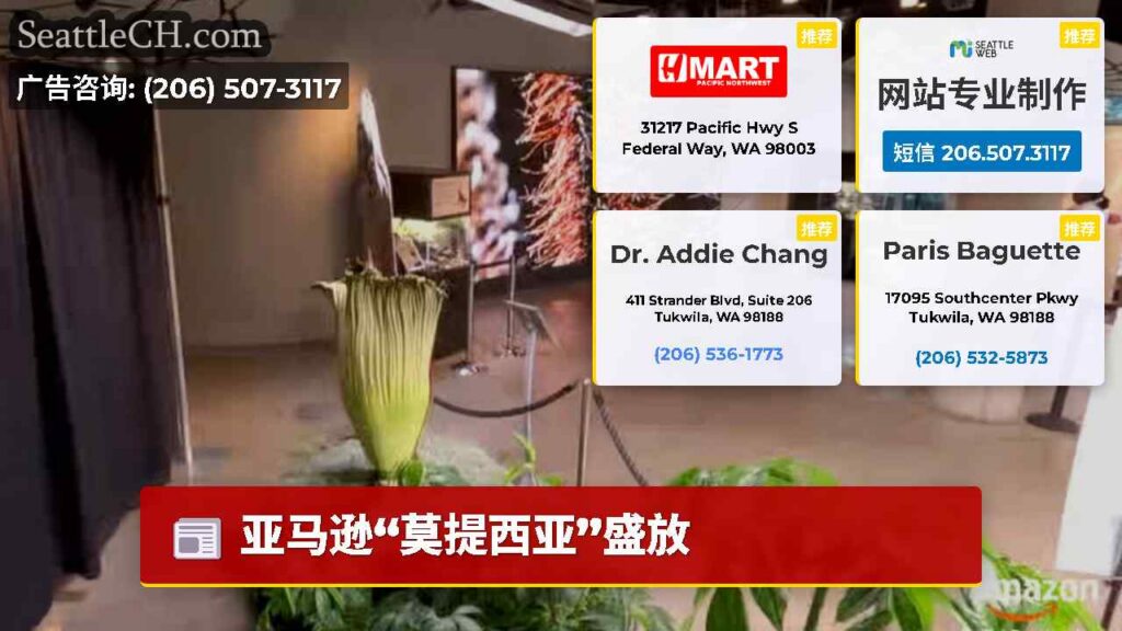 亚马逊“莫提西亚”盛放