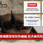 西雅图发现狂热蝙蝠 狂犬病风险！