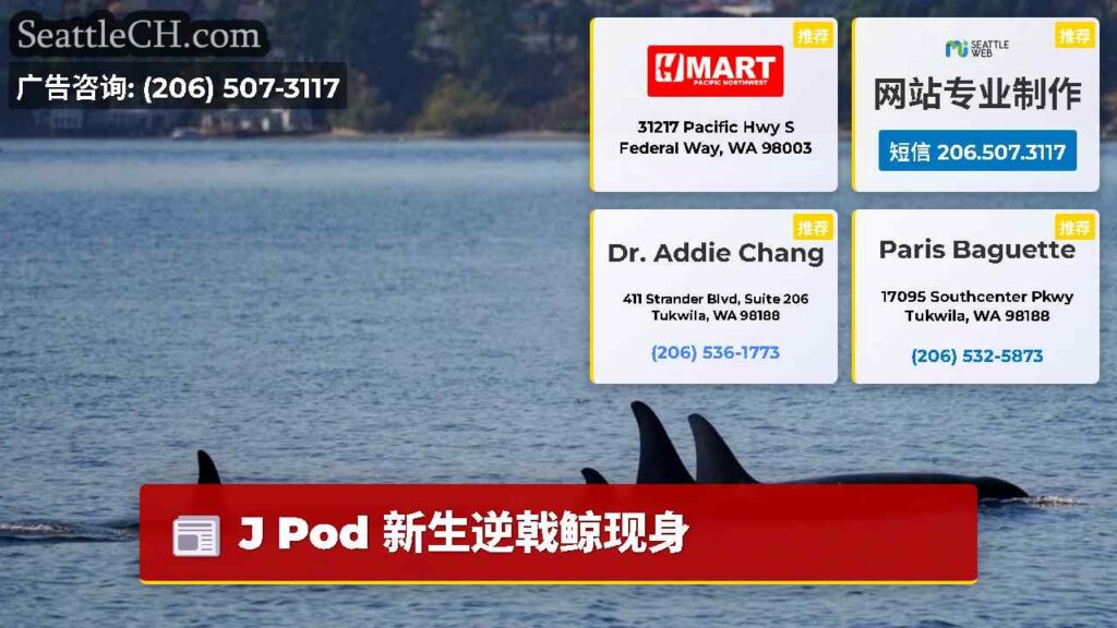 J Pod 新生逆戟鲸现身