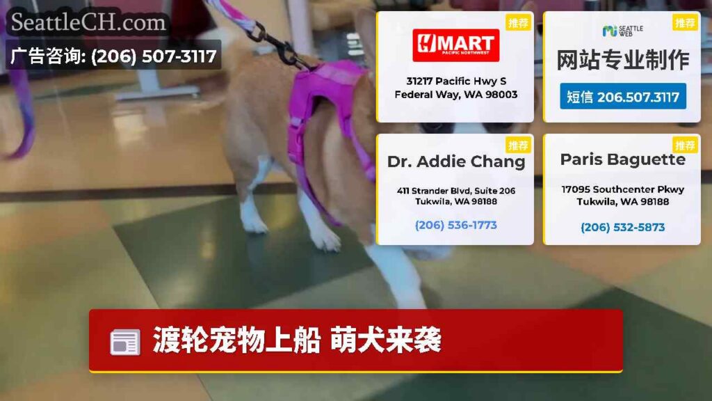 渡轮宠物上船 萌犬来袭
