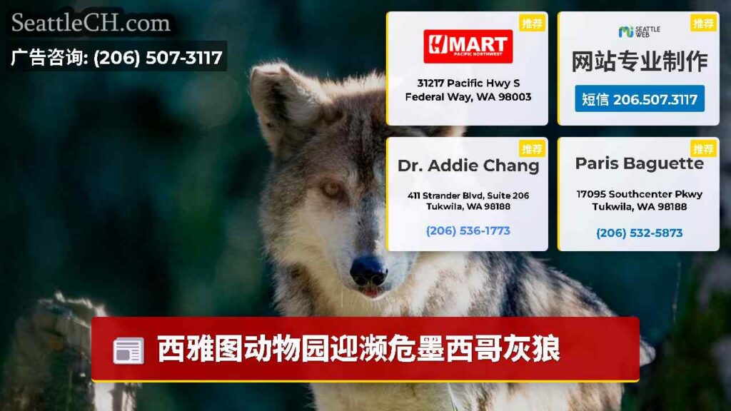 西雅图动物园迎濒危墨西哥灰狼