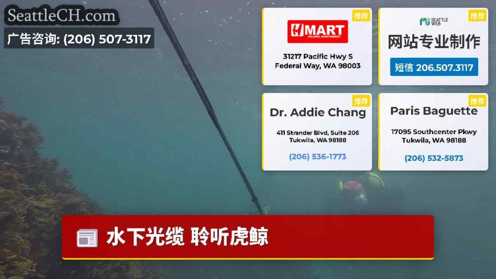 水下光缆 聆听虎鲸