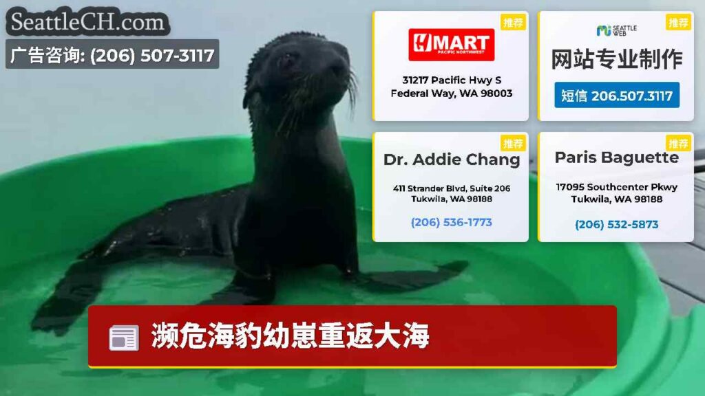 濒危海豹幼崽重返大海