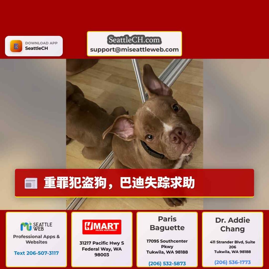 重罪犯盗狗,巴迪失踪求助