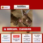 重罪犯盗狗,巴迪失踪求助