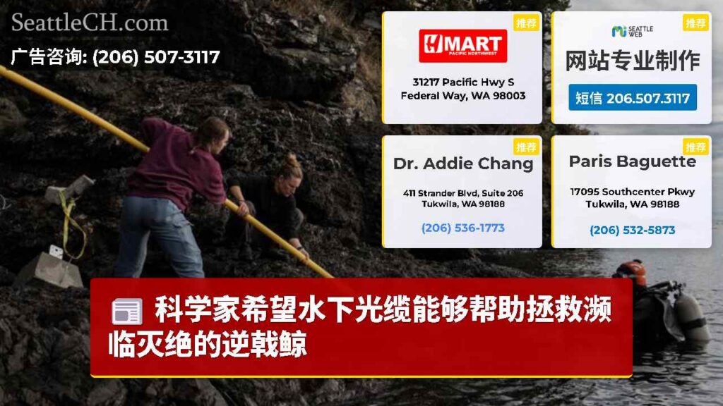 科学家希望水下光缆能够帮助拯救濒临灭绝的逆戟鲸