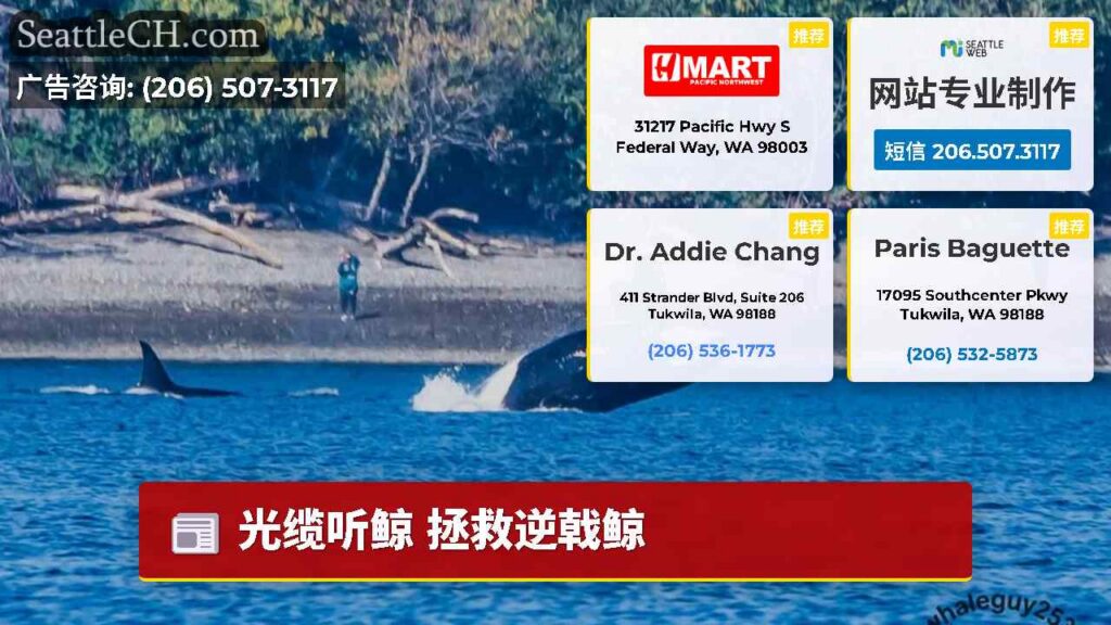光缆听鲸 拯救逆戟鲸