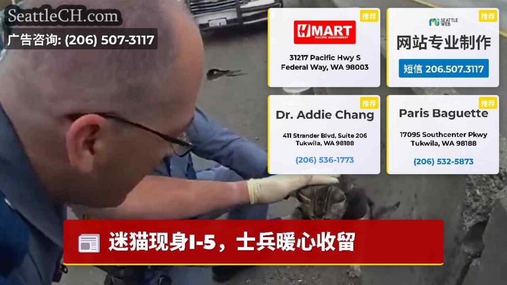 迷猫现身I-5，士兵暖心收留