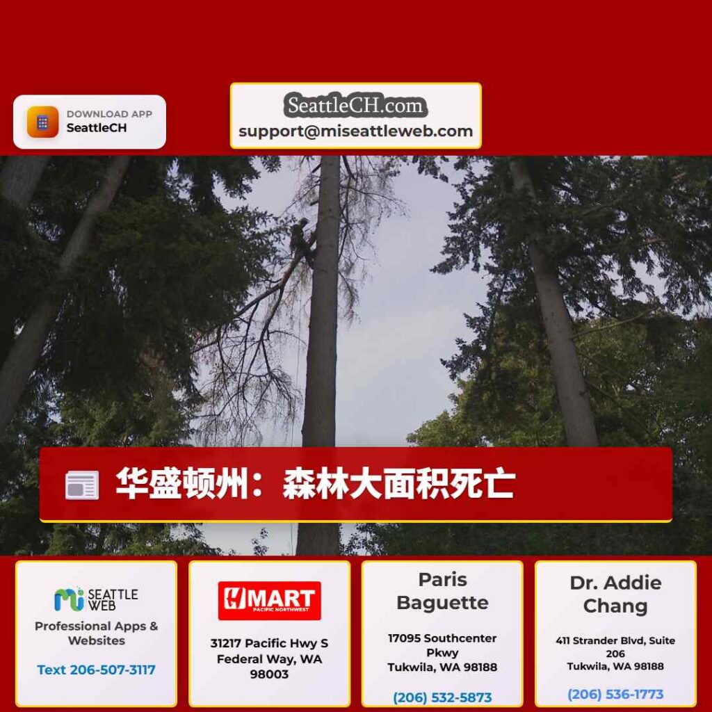 华盛顿州:森林大面积死亡