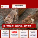 寻狗启事：巴迪失踪，警方求助