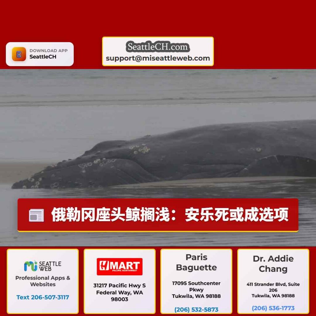 俄勒冈座头鲸搁浅:安乐死或成选项