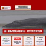 俄勒冈座头鲸搁浅：安乐死或成选项