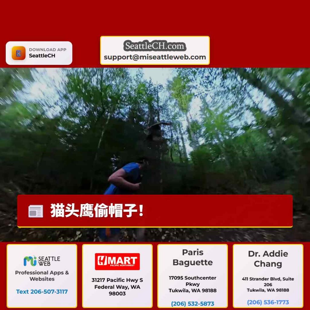 猫头鹰偷帽子！