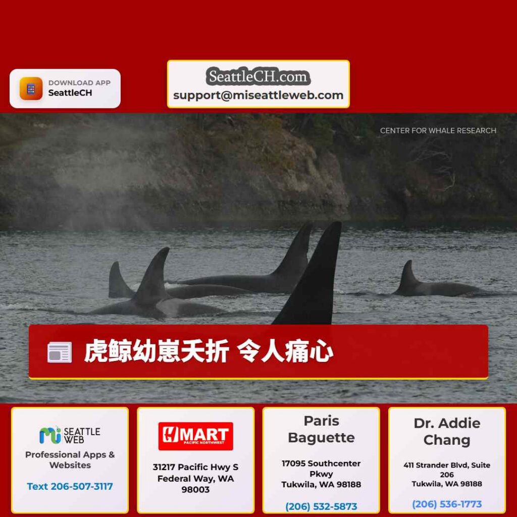 虎鲸幼崽夭折 令人痛心