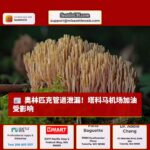 奥林匹克管道泄漏源头确认，修复工作紧锣密鼓展开