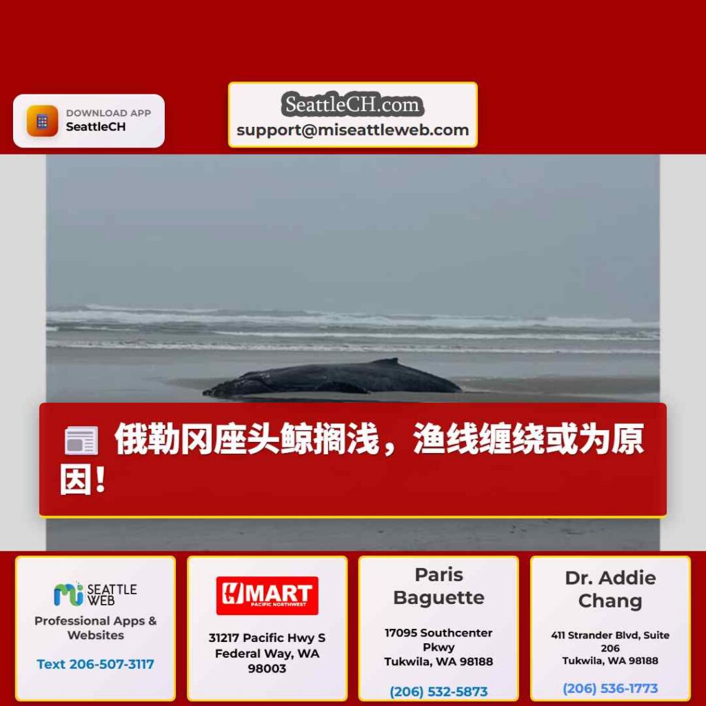 俄勒冈座头鲸搁浅，渔线缠绕或为原因！