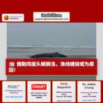 俄勒冈海岸座头鲸搁浅，救援人员全力评估情况