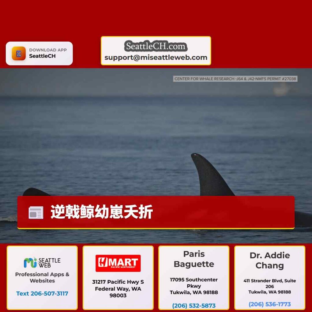 逆戟鲸幼崽夭折