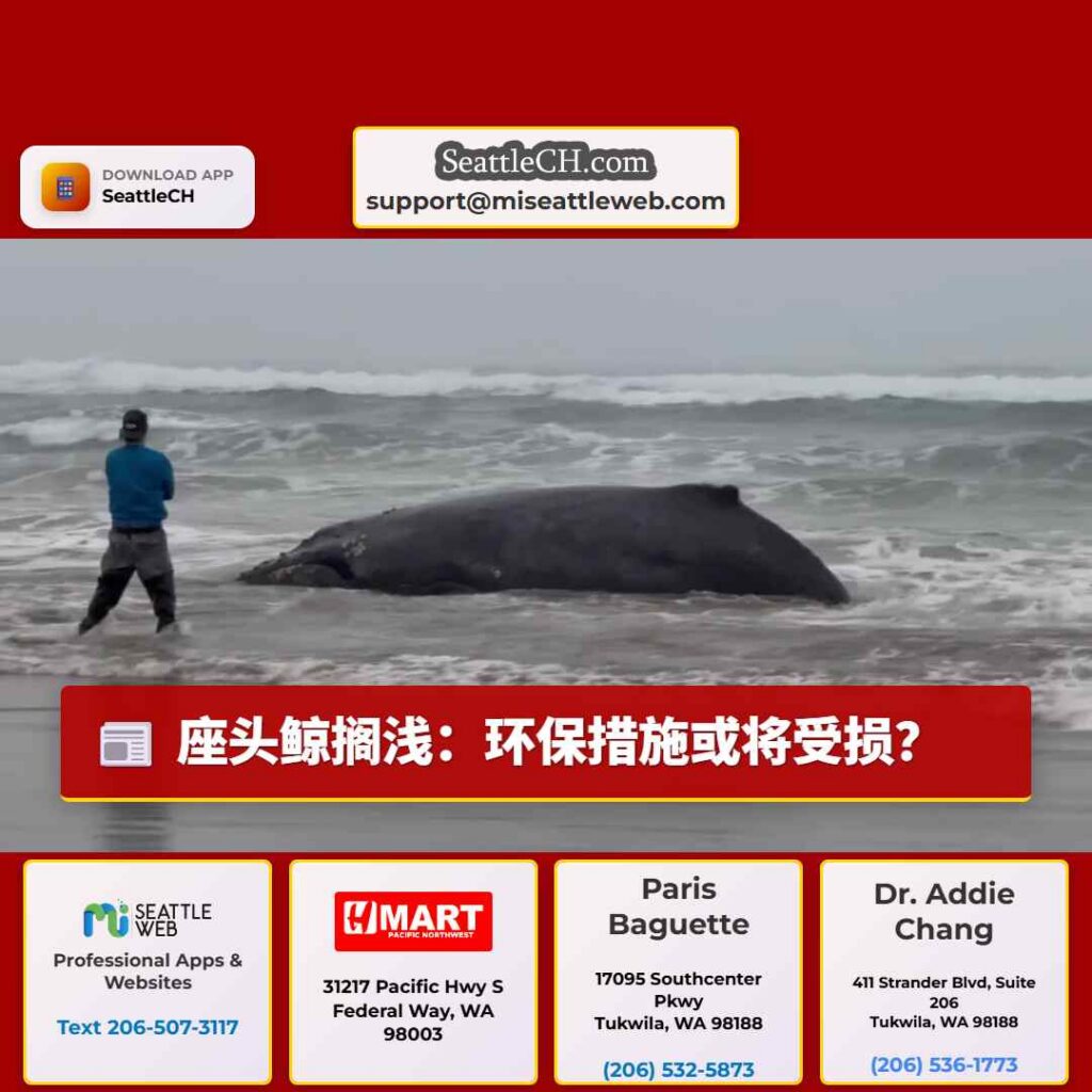 座头鲸搁浅：环保措施或将受损？