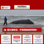 座头鲸搁浅：环保措施或将受损？