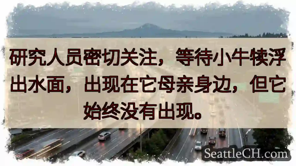 研究人员密切关注，等待小牛犊浮出水面，出现在它母亲身边，但它始终没有出现。
