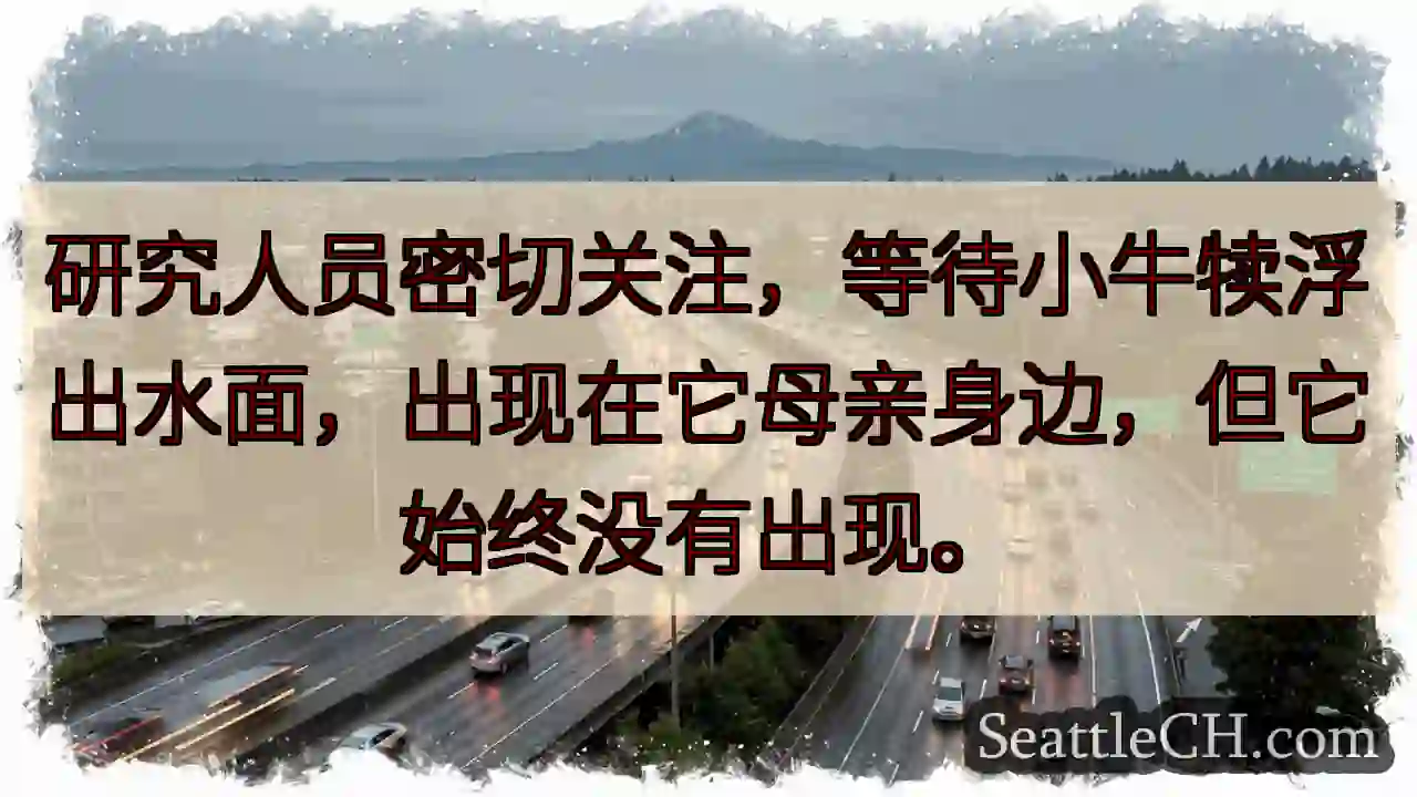 研究人员密切关注，等待小牛犊浮出水面，出现在它母亲身边，但它始终没有出现。