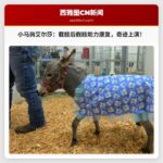 小马驹艾尔莎的奇迹：冻伤截肢后，定制假肢助力康复，感恩与希望