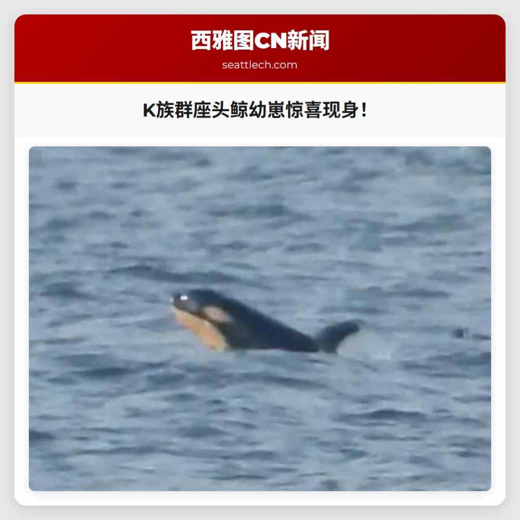 K族群座头鲸幼崽惊喜现身！