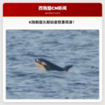 K族群迎来新生：普吉特海峡发现座头鲸幼崽